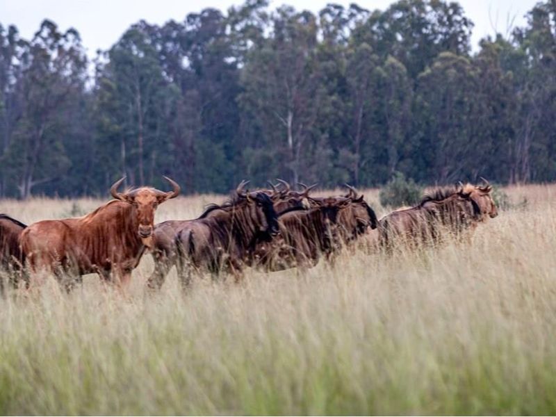 A scenic view of a herd of wildebeest grazing in the open grassland of the farm property.