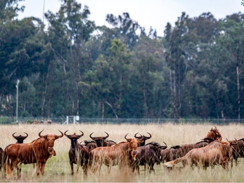 A scenic view of the farm's open grassland and perimeter fencing, featuring a herd of wildebeest in a natural setting.
