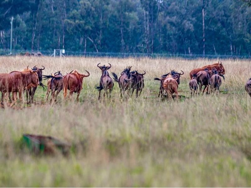 A scenic view of the farm landscape featuring a herd of wildebeest grazing in the open field.