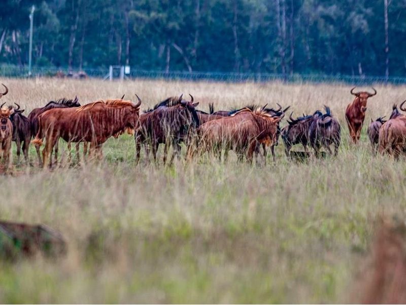 A view of a grassy field on the farm featuring a herd of wildebeest grazing in the open landscape.