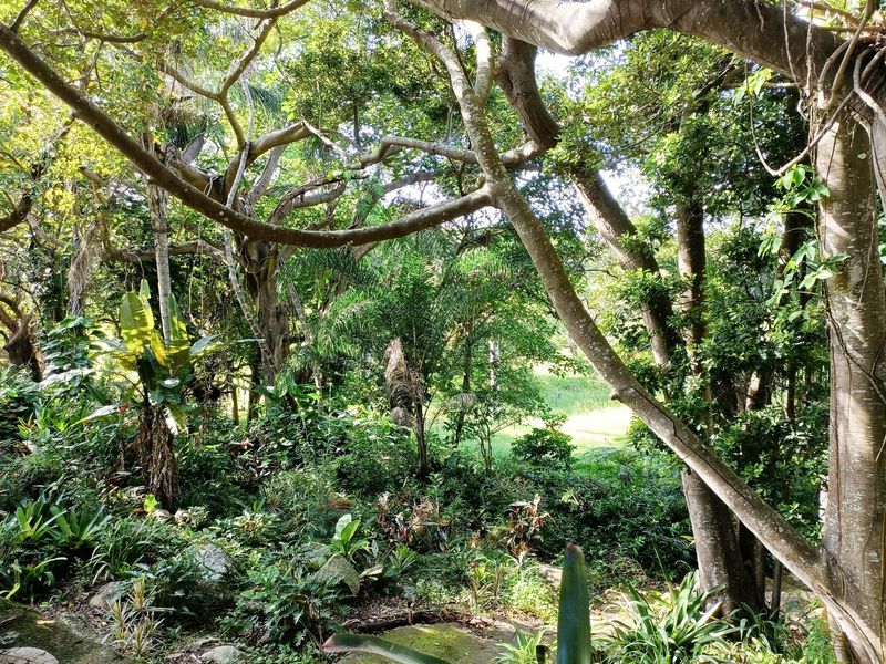 A lush, mature garden featuring established trees and dense tropical landscaping, providing a private and natural outdoor setting.