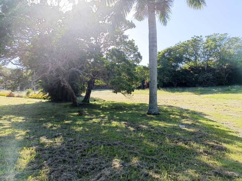 A spacious, sunlit garden area featuring mature trees and a palm tree, providing a natural and open outdoor space.