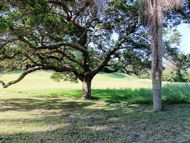 A spacious, well-maintained garden area featuring mature trees and expansive lawn space.