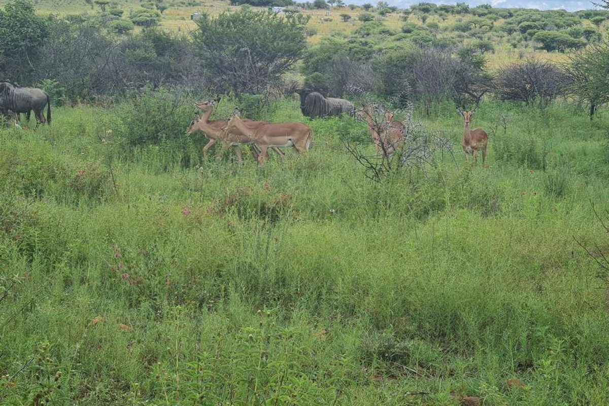 Farm For Sale In Pretoria - Photo 2