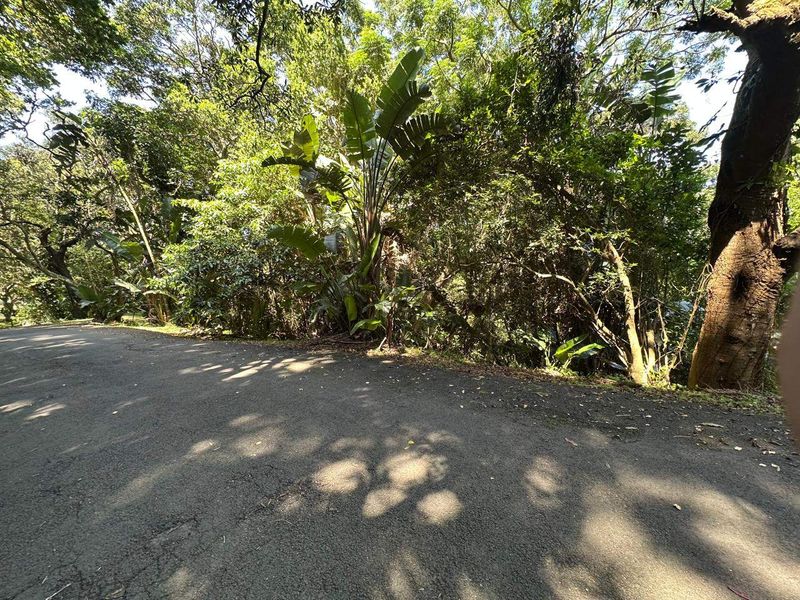 A view of a residential plot featuring an asphalt driveway bordered by mature trees and dense natural vegetation.