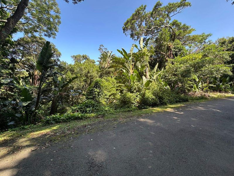 A view of a paved street bordering a densely wooded, undeveloped residential plot with mature trees and lush tropical vegetation.