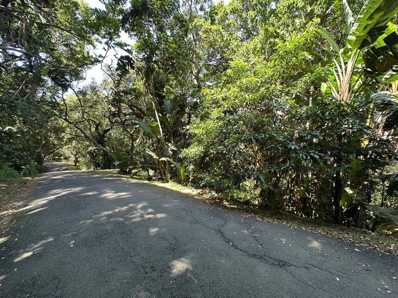 A view of a paved residential street lined with mature trees and dense natural vegetation.