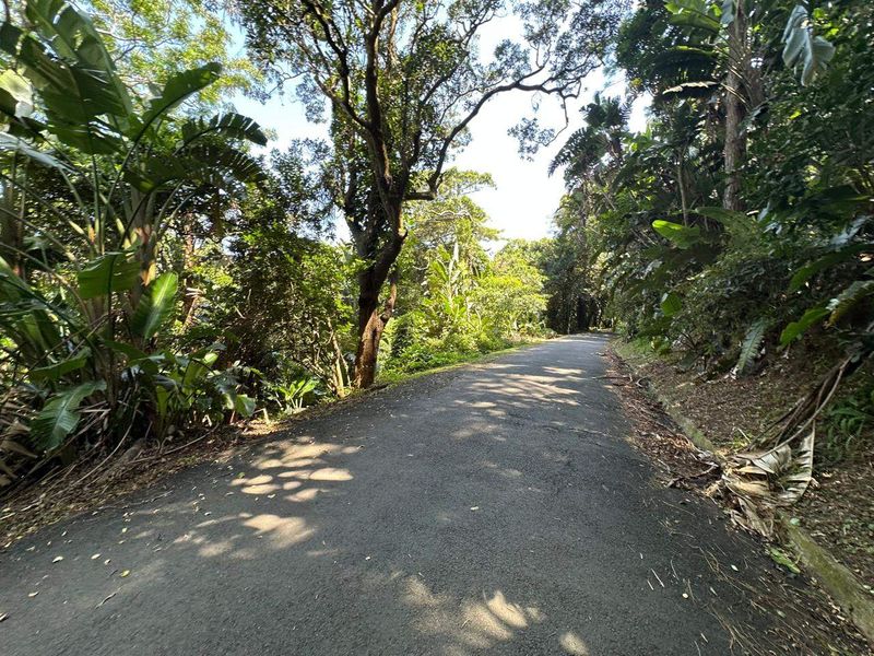 A view of a paved residential street surrounded by mature trees and dense natural vegetation.