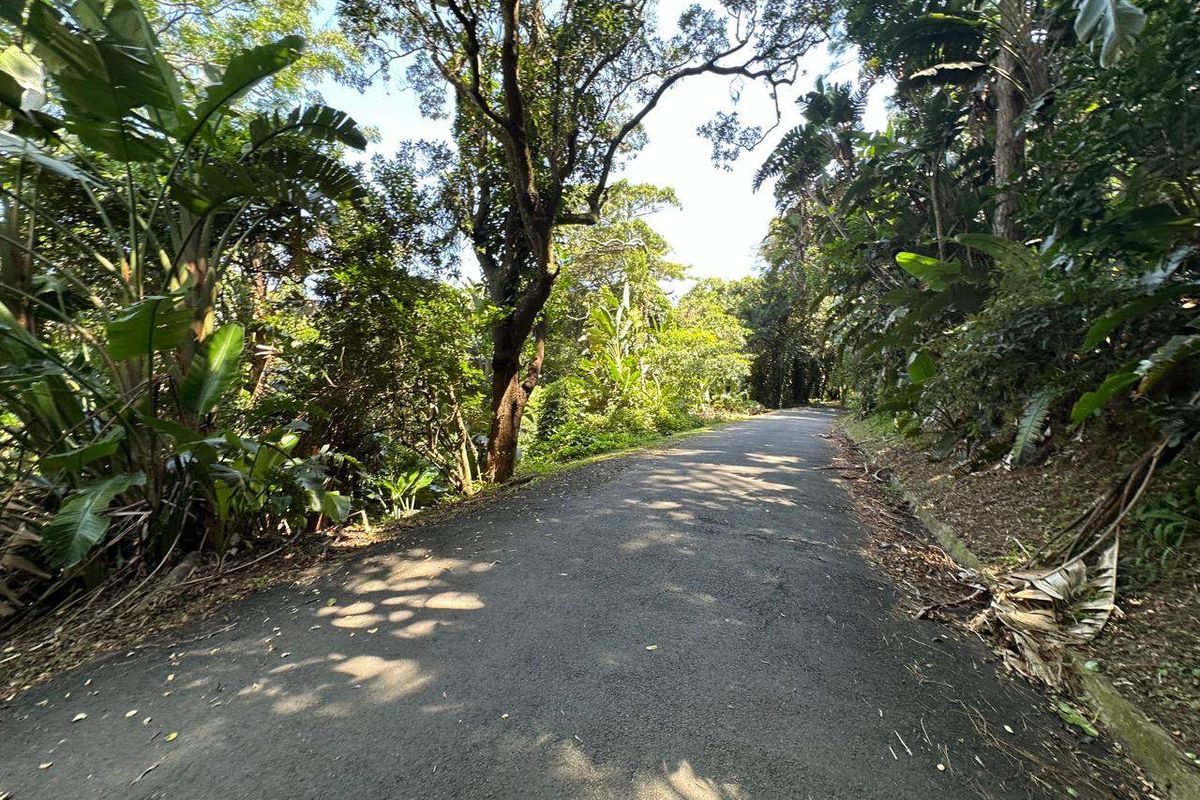 A view of a paved residential street surrounded by mature trees and dense natural vegetation.