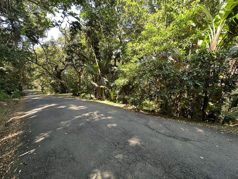 A view of a paved residential street lined with mature trees and dense natural vegetation.