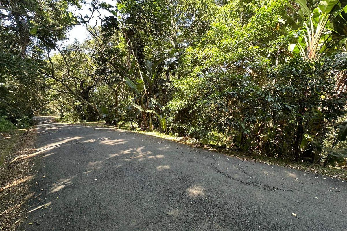 A view of a paved residential street lined with mature trees and dense natural vegetation.
