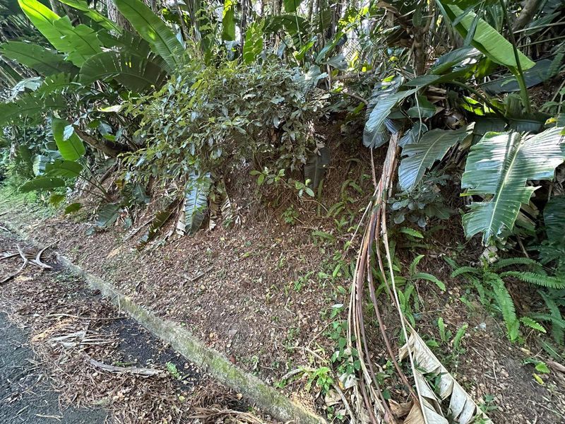 A view of a sloped garden embankment with established tropical vegetation and concrete kerbing along the edge of the property.