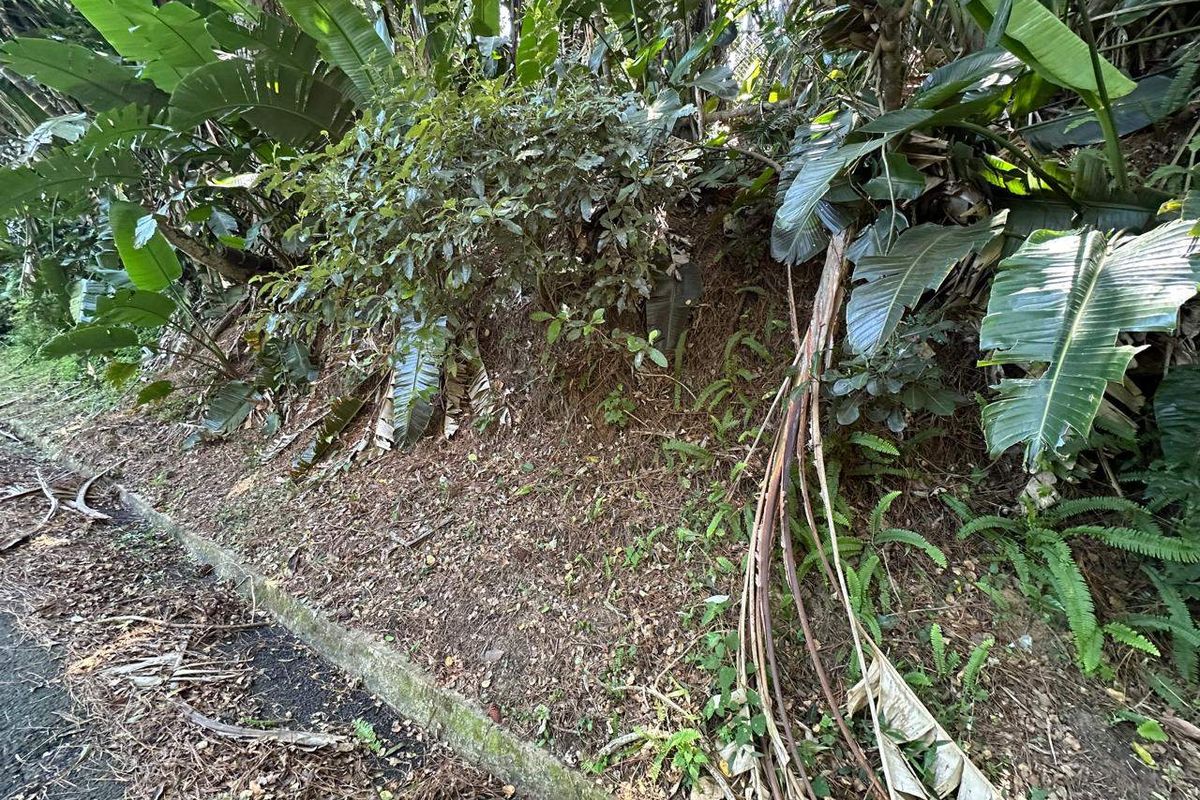 A view of a sloped garden embankment with established tropical vegetation and concrete kerbing along the edge of the property.