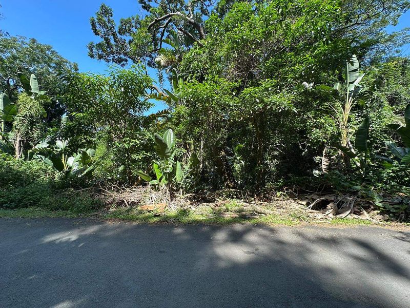 A view of the street frontage showing a vacant residential plot densely covered with mature trees and natural vegetation.