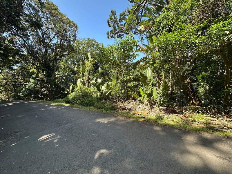 A view of the asphalt street frontage bordered by mature trees and dense natural vegetation on the residential land plot.