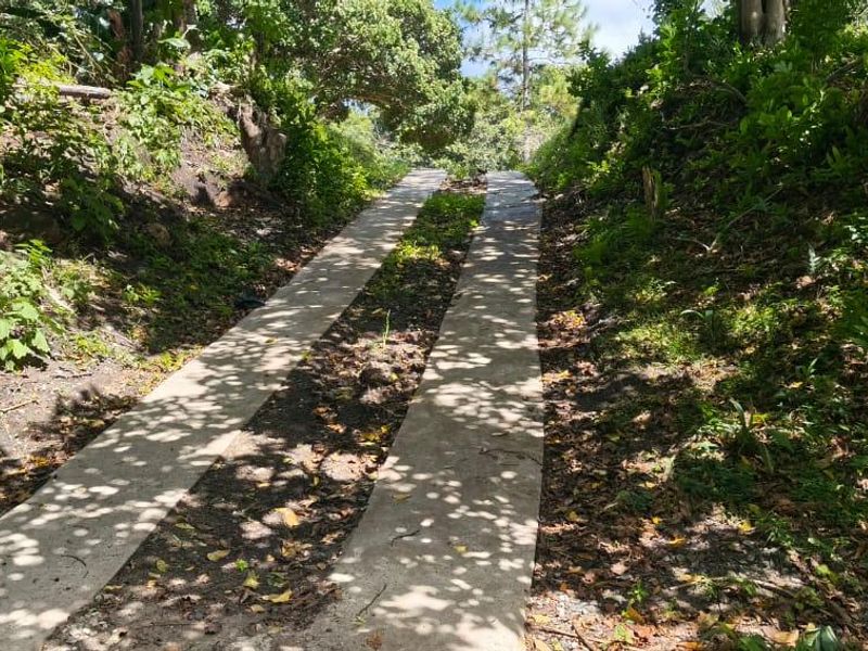 A narrow concrete driveway strip leading up a slope, surrounded by dense, overgrown natural vegetation and trees.
