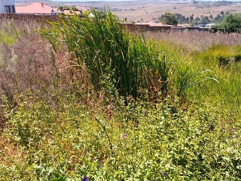 A view of a vacant residential plot featuring overgrown grass and reeds, with surrounding neighborhood properties visible in the background.