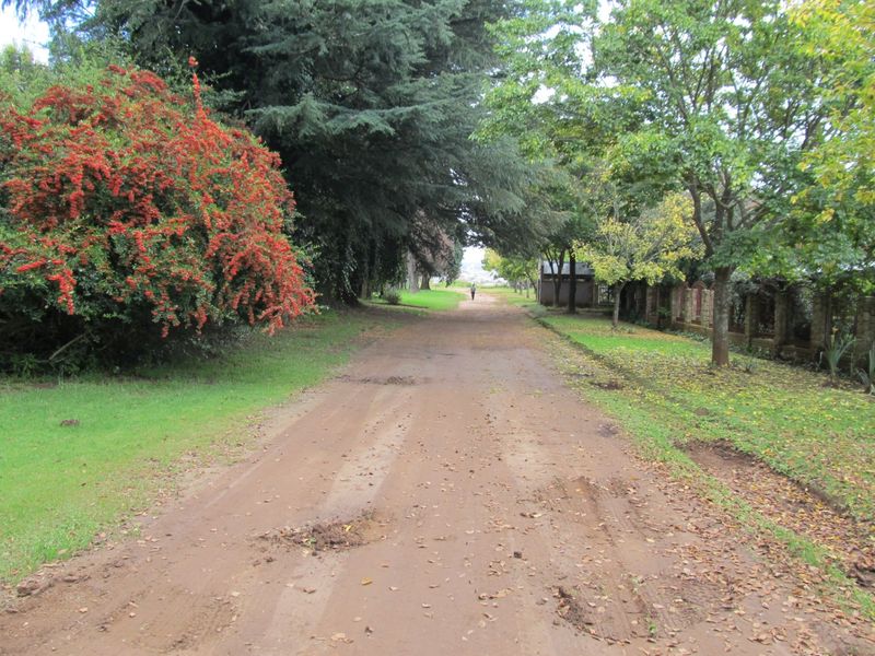 A view of an unpaved residential access road lined with mature trees and established garden boundaries.