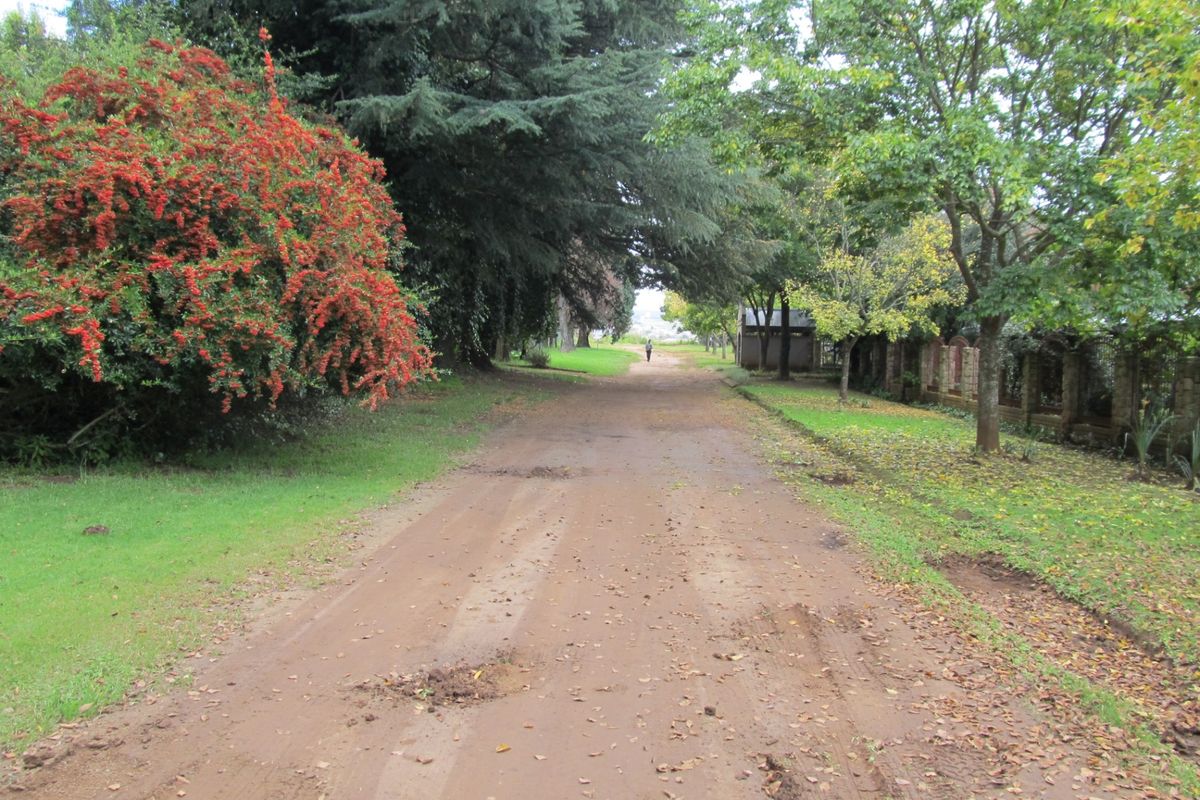 A view of an unpaved residential access road lined with mature trees and established garden boundaries.