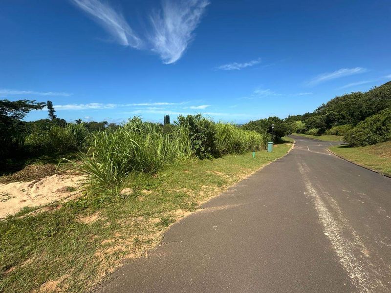 A view of the asphalt road and surrounding natural vegetation bordering the vacant residential land.