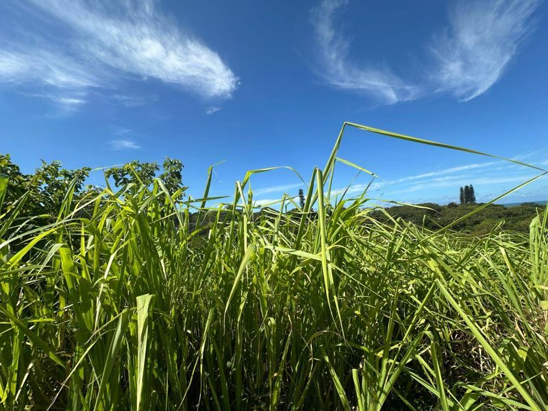 A view of the overgrown vegetation on the vacant residential land plot under a clear blue sky.