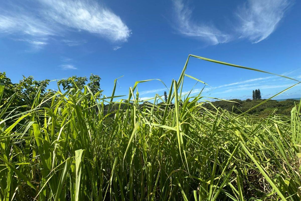 A view of the overgrown vegetation on the vacant residential land plot under a clear blue sky.