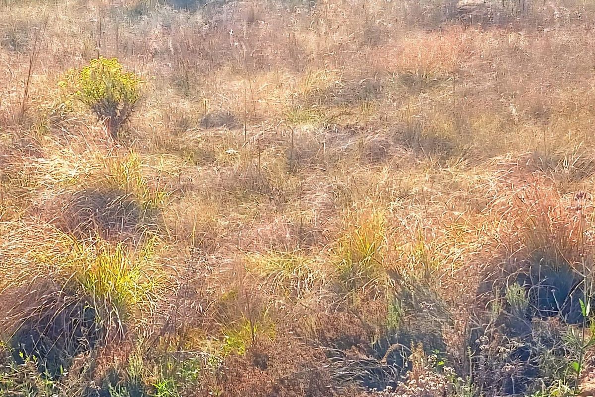 A view of undeveloped residential land featuring natural dry grass and native vegetation.