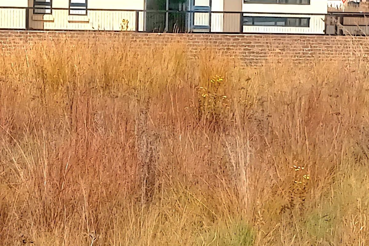 A view of a vacant residential plot featuring dry grass and a brick boundary wall with metal railings in the background.