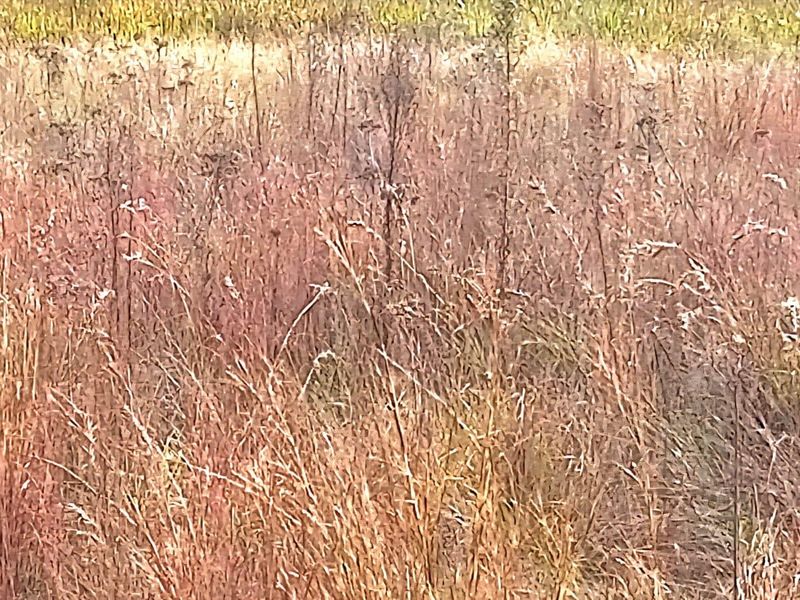 A close-up view of dry, overgrown grass on a vacant residential plot.