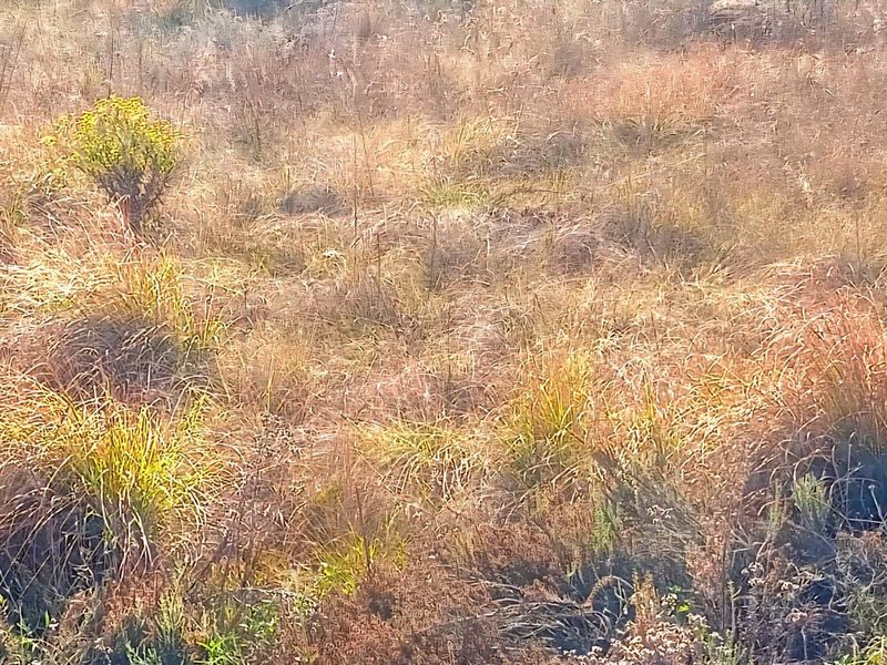 A view of undeveloped residential land featuring natural dry grass and native vegetation.