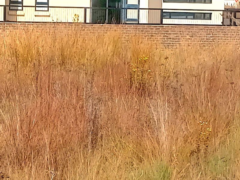 A view of a vacant residential plot featuring dry grass and a brick boundary wall with metal railings in the background.