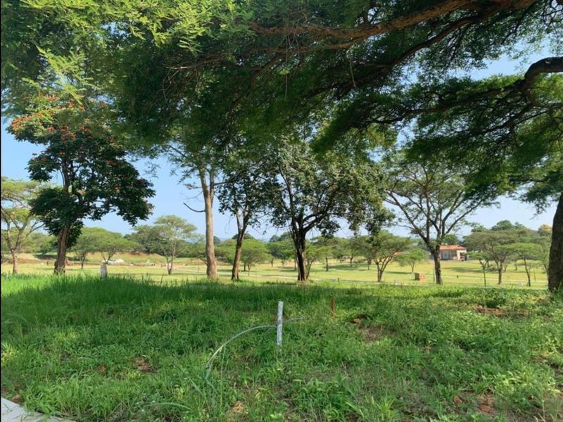 A view of a vacant residential plot featuring established trees and natural grass coverage, suitable for future development.