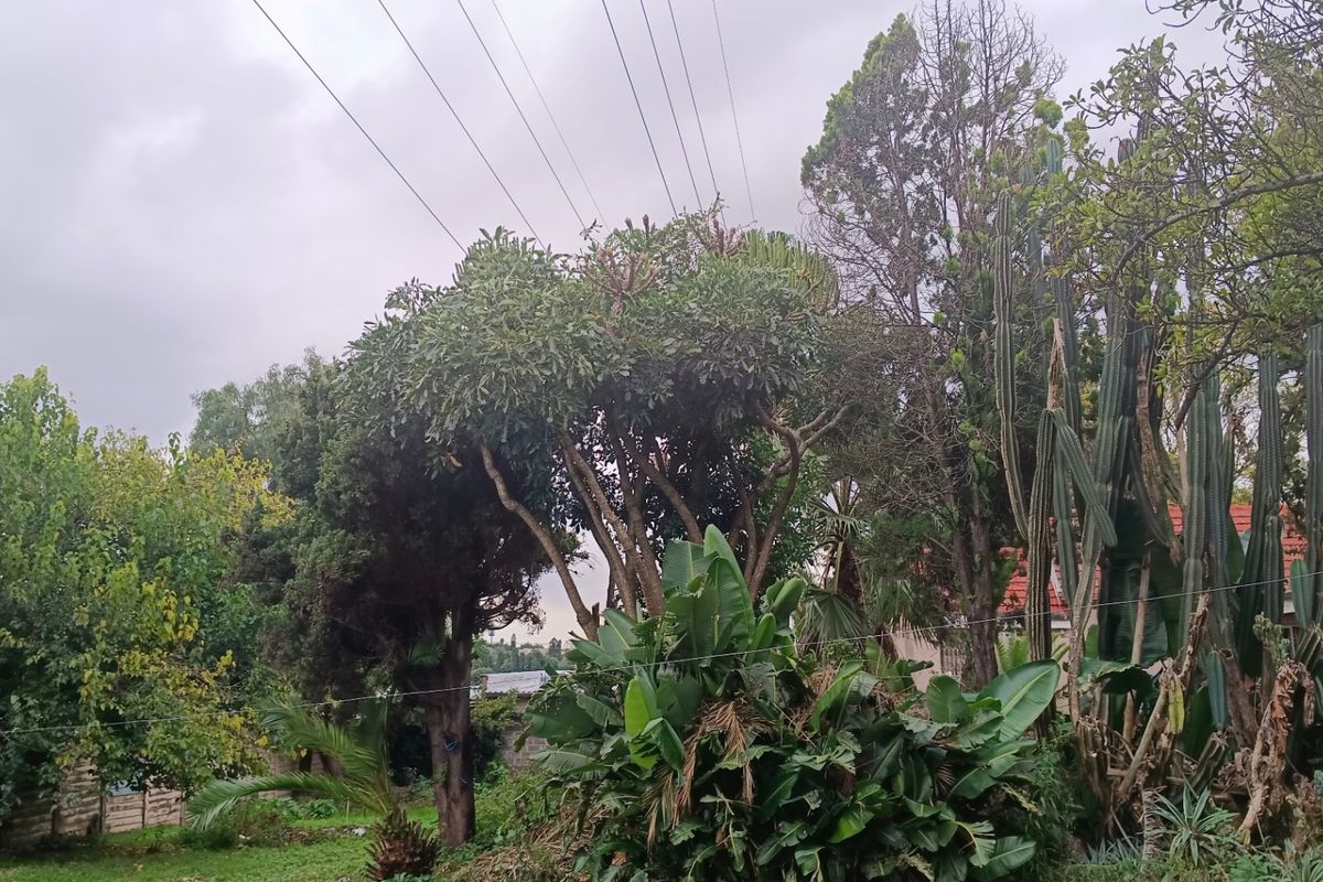 A view of a mature, established garden featuring a variety of trees, cacti, and greenery.