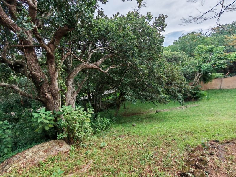 A view of a sloped residential garden area featuring mature trees and a boundary wall, offering a natural and private setting.