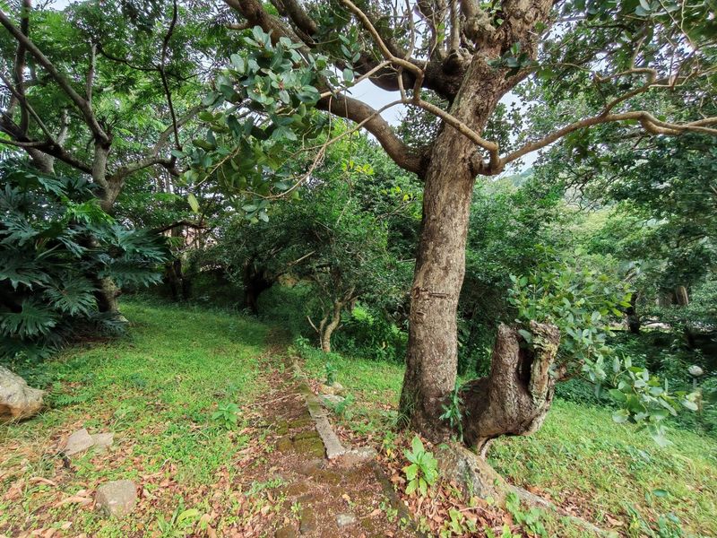 A natural, wooded garden area featuring mature trees and a stone pathway winding through the landscape.