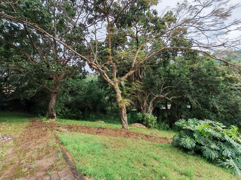 A view of a residential garden featuring mature trees, a grass lawn, and a paved pathway.