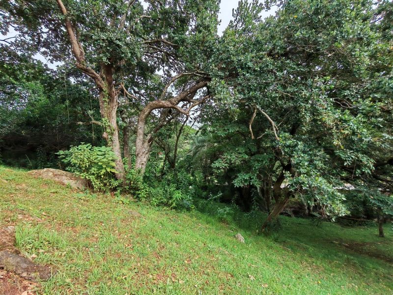 A view of a sloped residential plot featuring mature trees and established greenery.