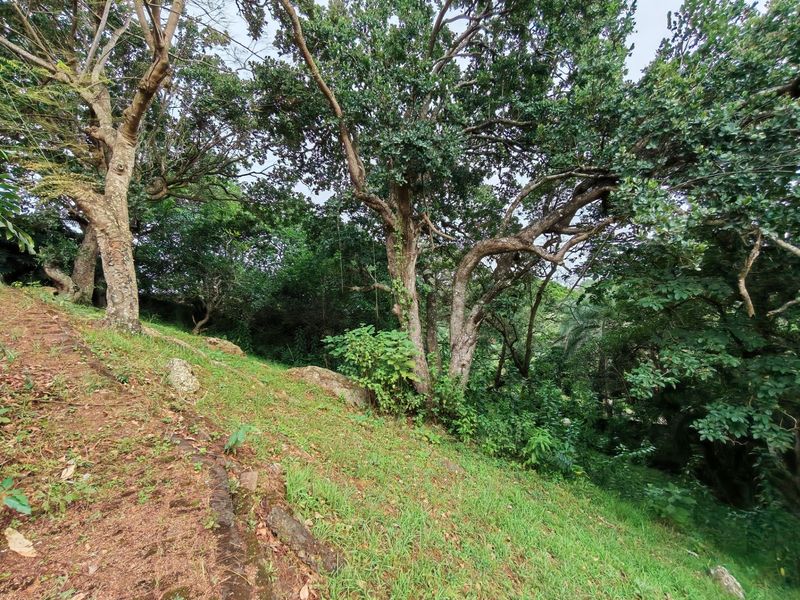 A view of a sloped, naturally landscaped garden area featuring mature trees and natural rock formations on the residential property.
