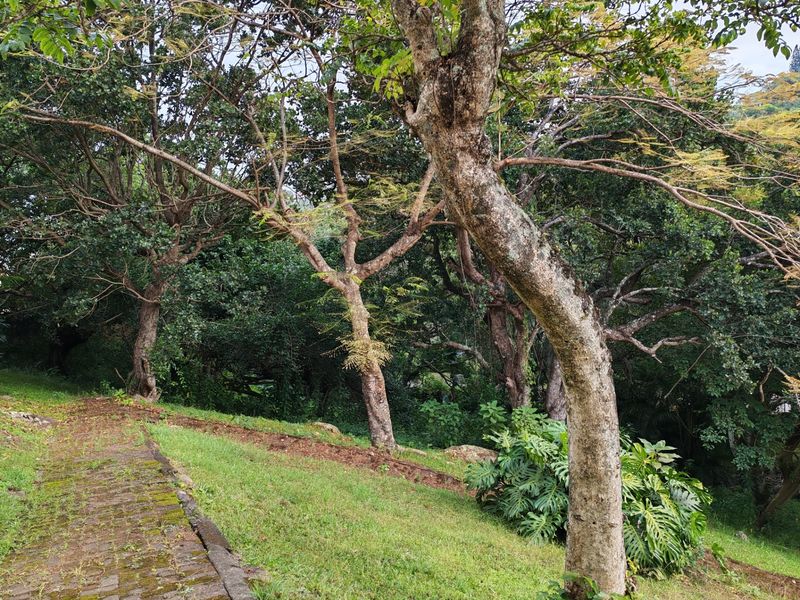 A lush, established garden area featuring a paved walkway winding through mature trees and well-maintained lawn space.