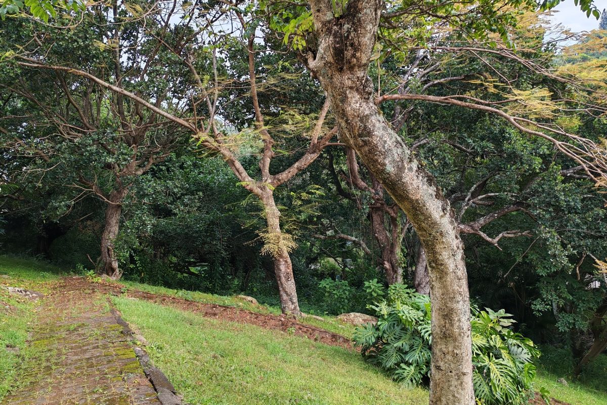 A lush, established garden area featuring a paved walkway winding through mature trees and well-maintained lawn space.