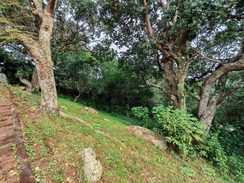 A natural, wooded garden area featuring mature trees, established vegetation, and natural rock formations with a stone pathway.