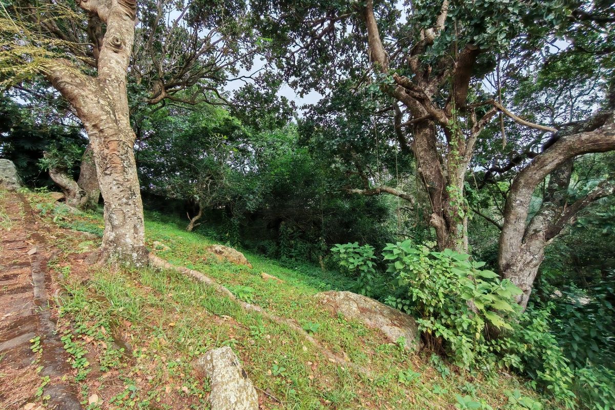 A natural, wooded garden area featuring mature trees, established vegetation, and natural rock formations with a stone pathway.