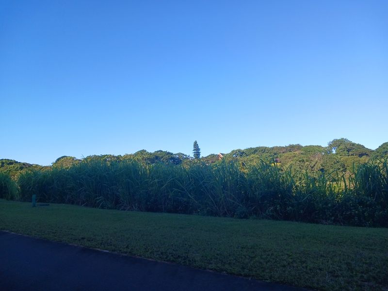 A view of the surrounding landscape featuring mature trees and natural vegetation bordering a paved road.