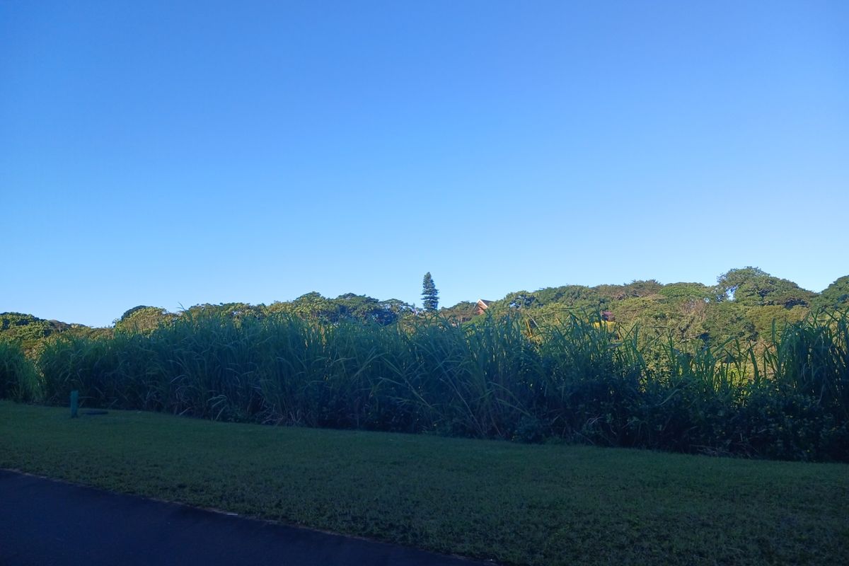 A view of the surrounding landscape featuring mature trees and natural vegetation bordering a paved road.
