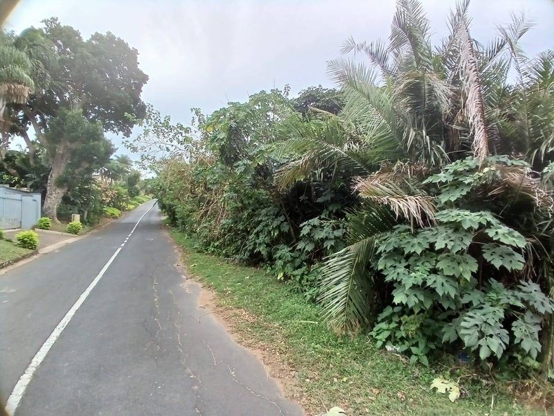 A street view showing the asphalt road access and dense natural vegetation bordering the vacant residential land.