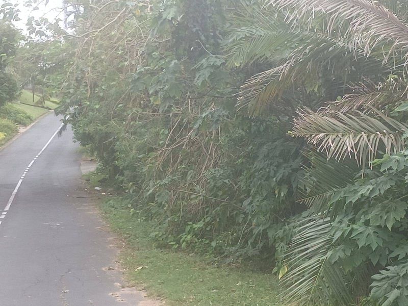 A view of a paved residential street bordered by dense, overgrown vegetation and trees.
