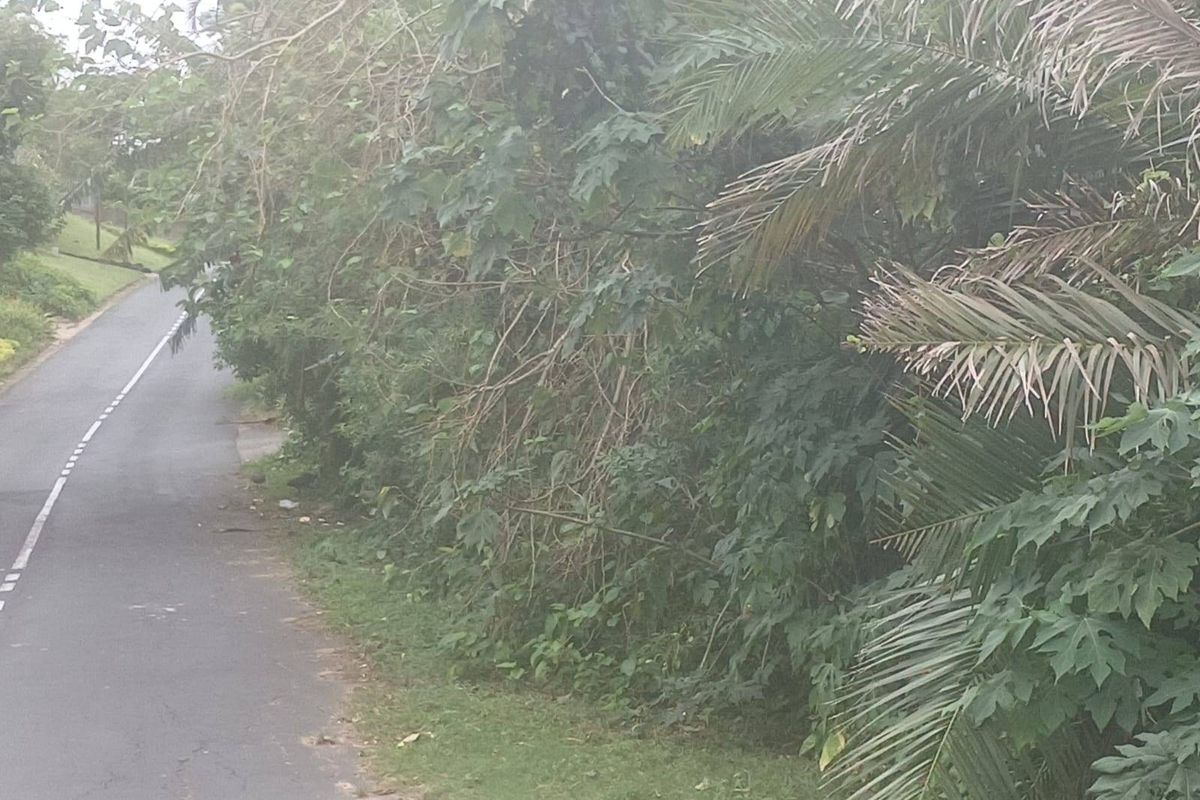 A view of a paved residential street bordered by dense, overgrown vegetation and trees.