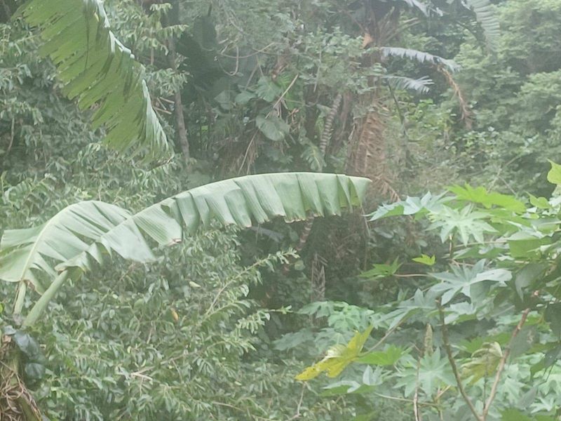 A view of dense, lush tropical vegetation and trees on the vacant residential land.