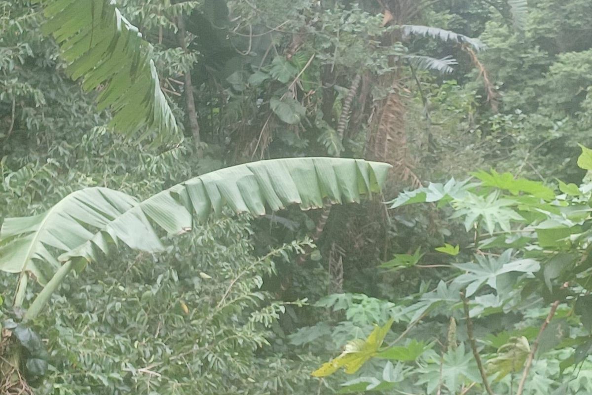 A view of dense, lush tropical vegetation and trees on the vacant residential land.