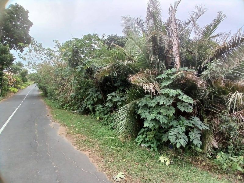A view of the asphalt road and verge bordering the vacant residential property.